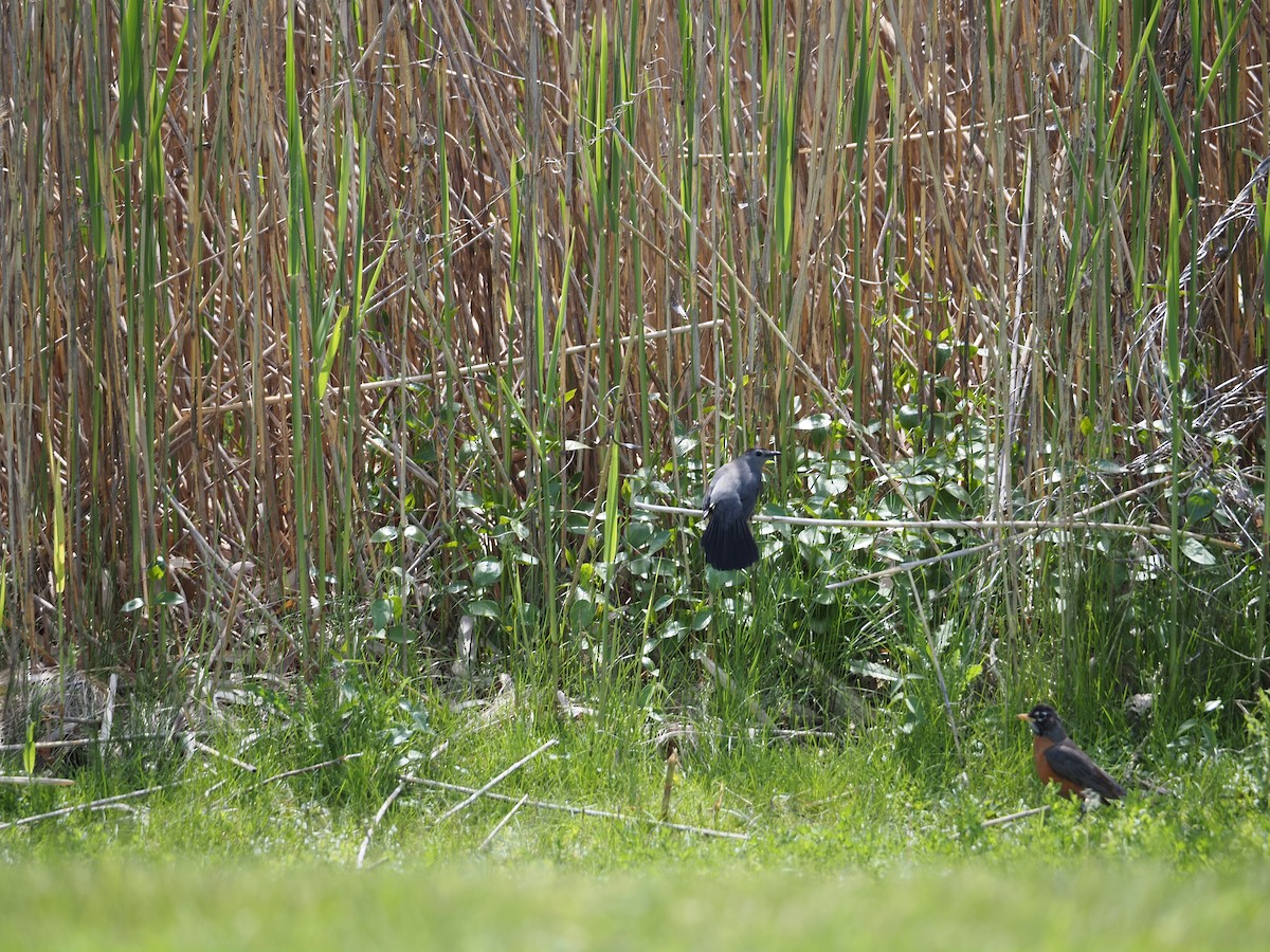 American Robin - ML619989265