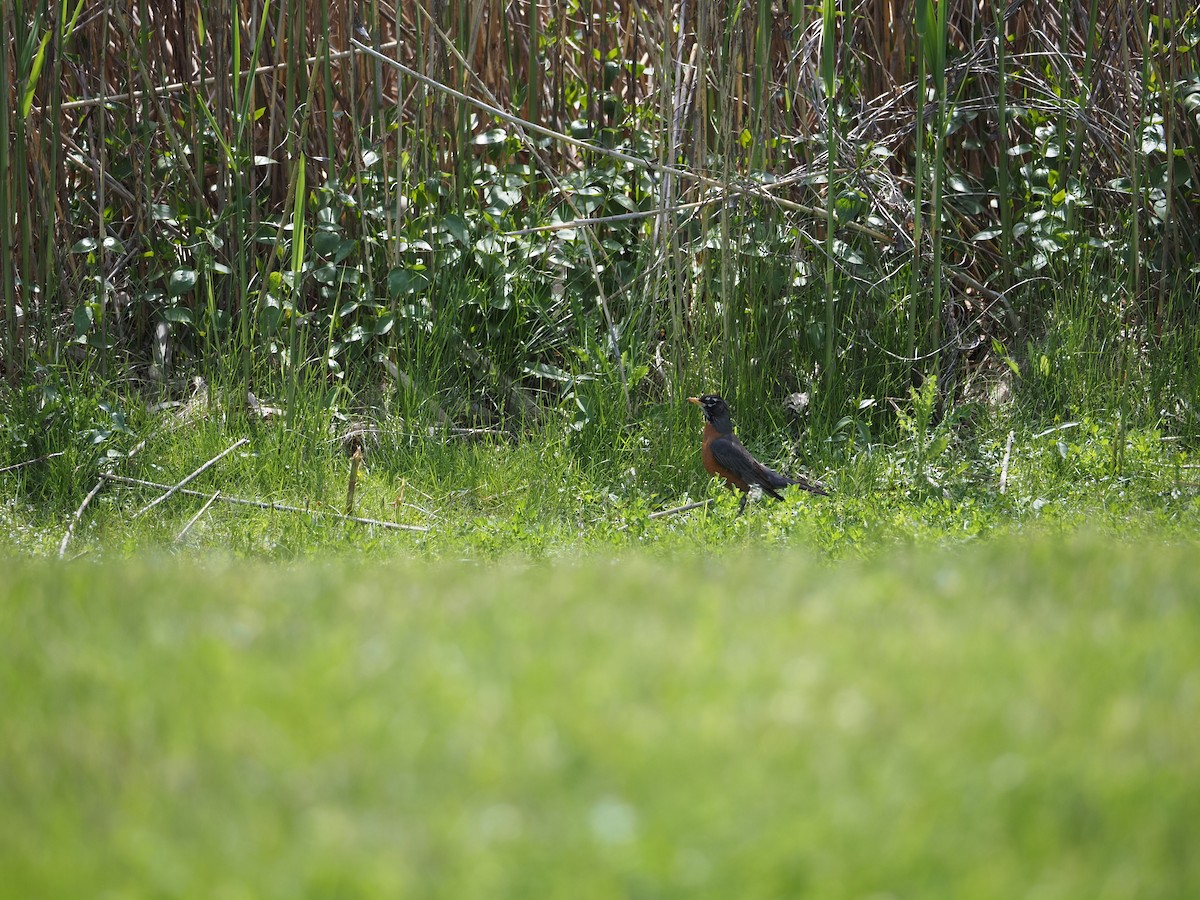 American Robin - ML619989266