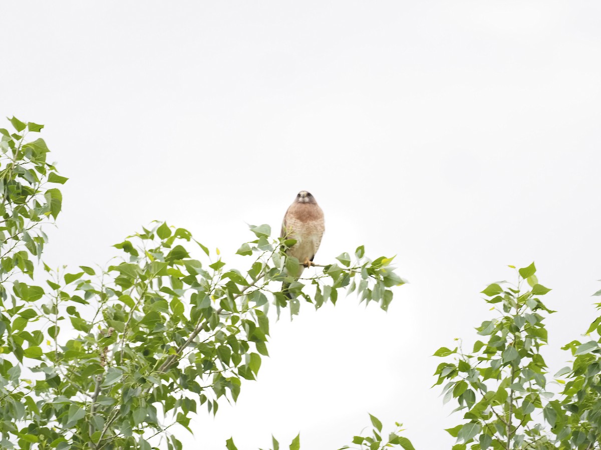 Swainson's Hawk - ML619989270