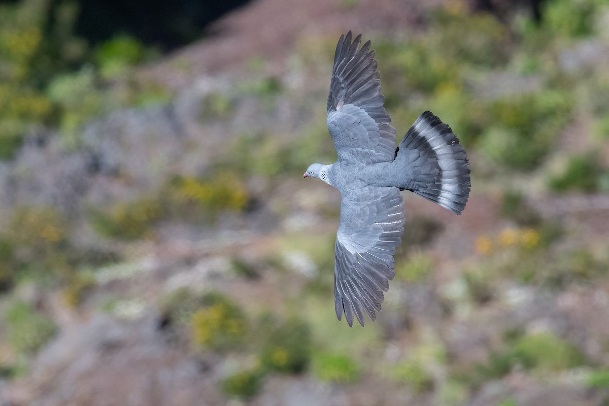 Pigeon trocaz - ML619989272