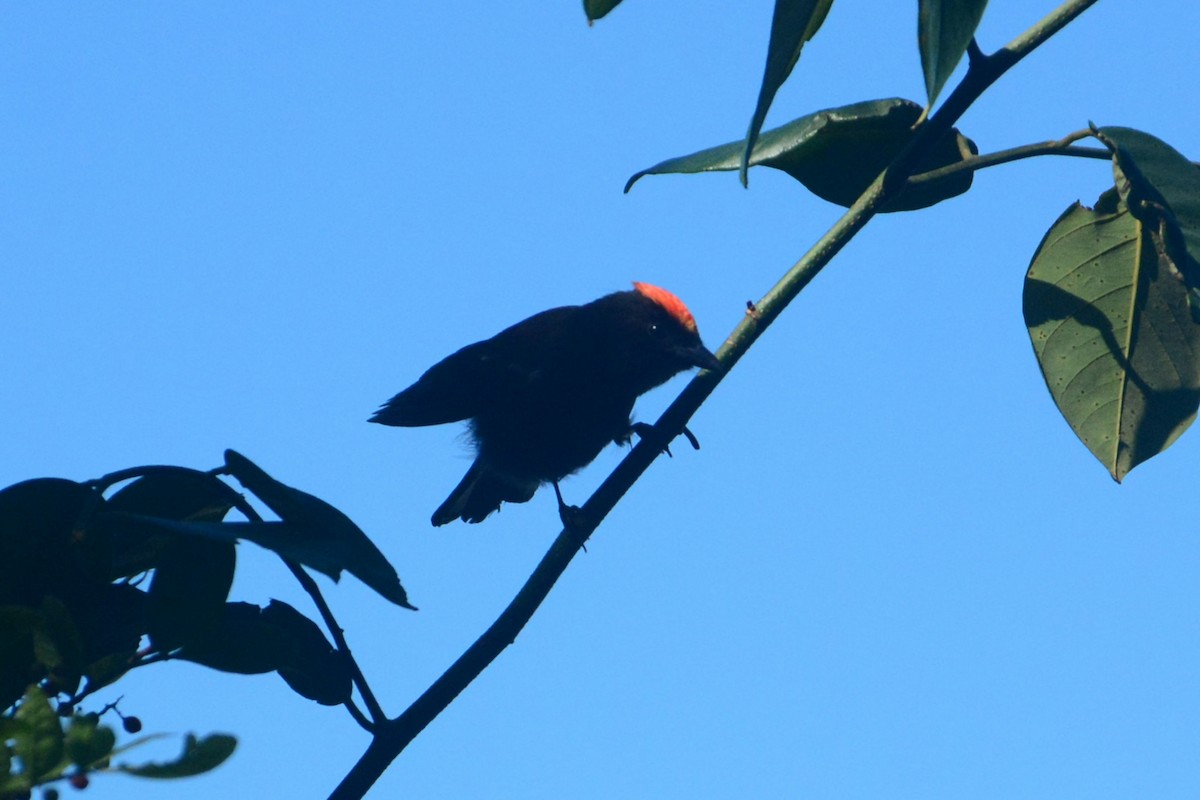 Flame-crested Tanager - ML619989273