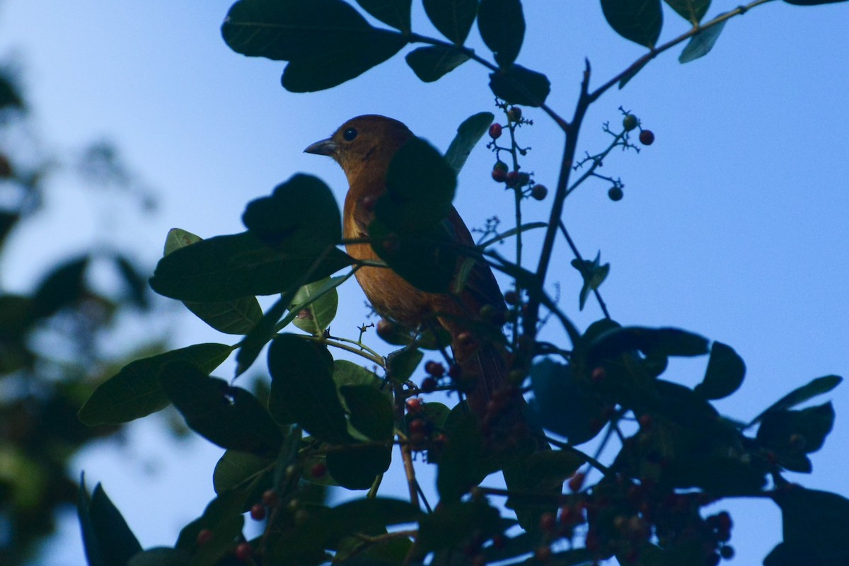 Flame-crested Tanager - ML619989274