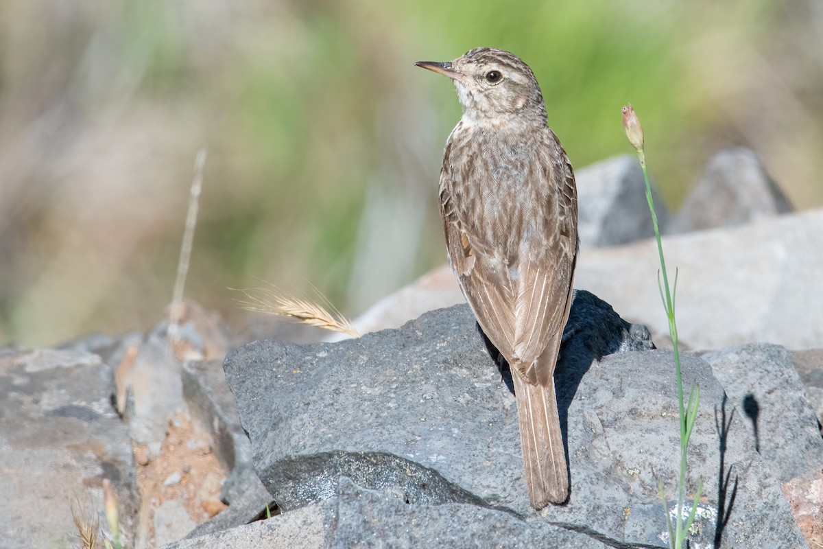 Berthelot's Pipit - ML619989275