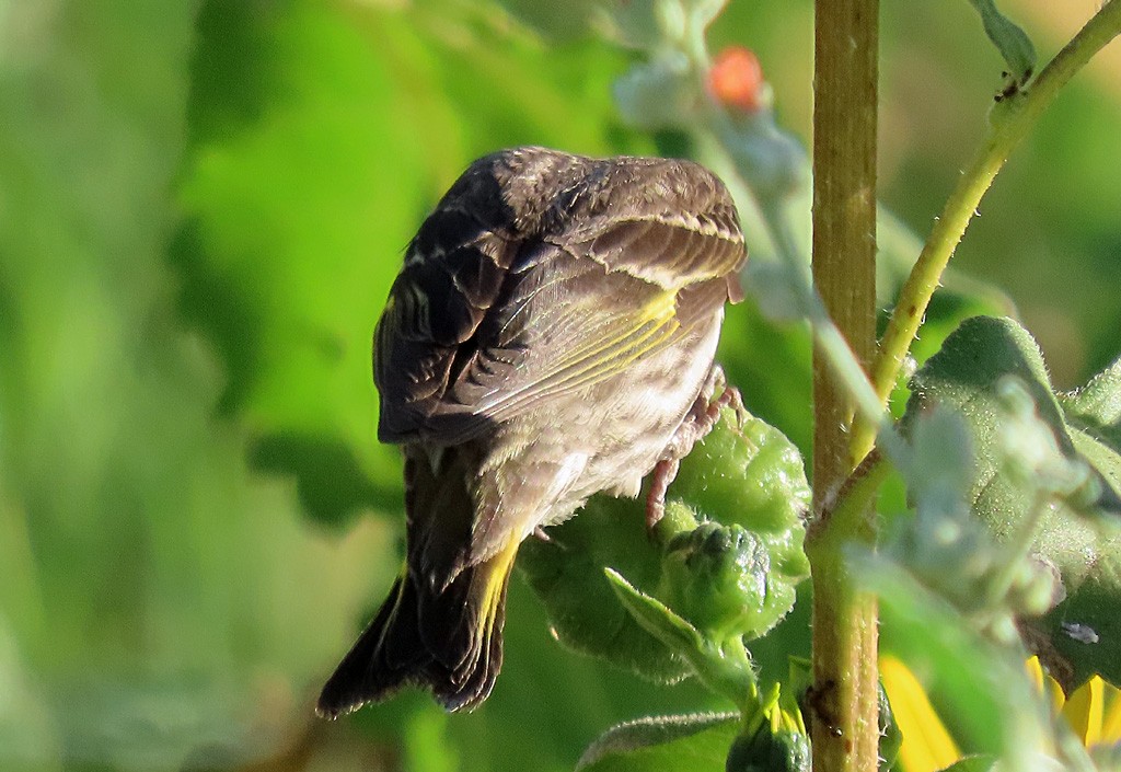 Pine Siskin - ML619989292