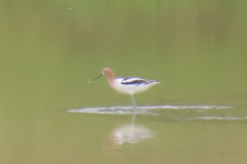 American Avocet - ML619989293