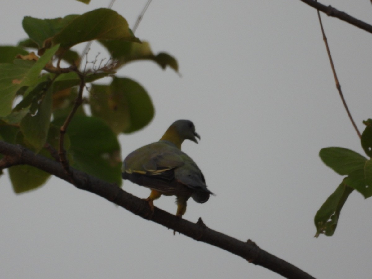 Yellow-footed Green-Pigeon - ML619989300