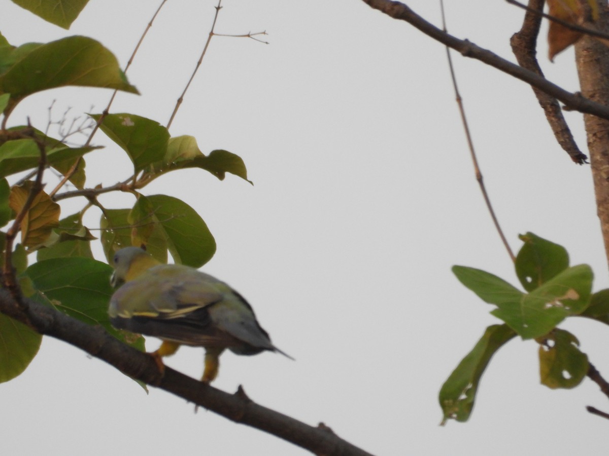 Yellow-footed Green-Pigeon - ML619989301