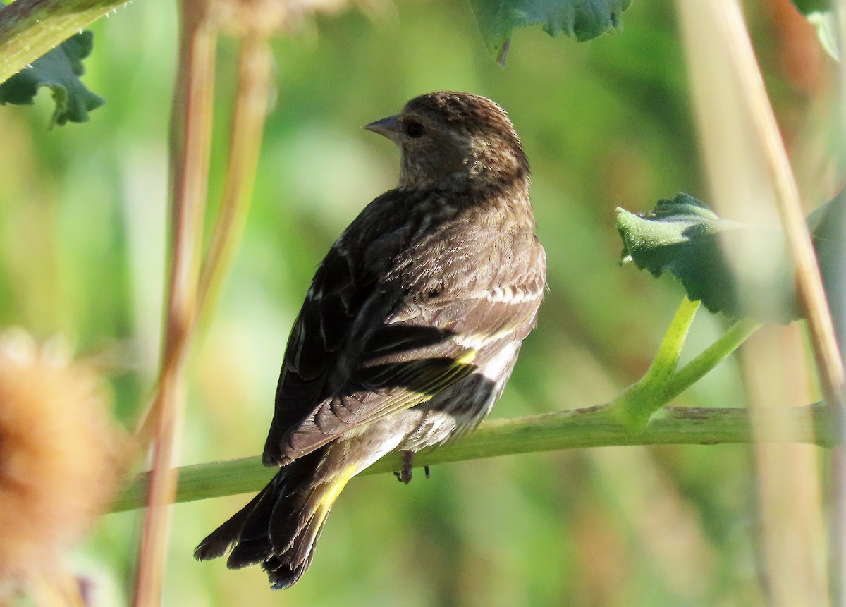 Pine Siskin - David Pearson