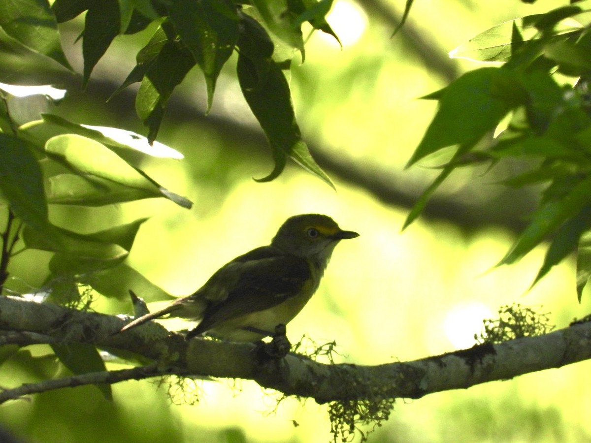 Ak Gözlü Vireo - ML619989309