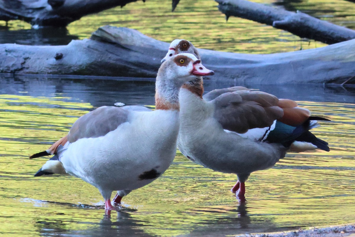 Egyptian Goose - ML619989316