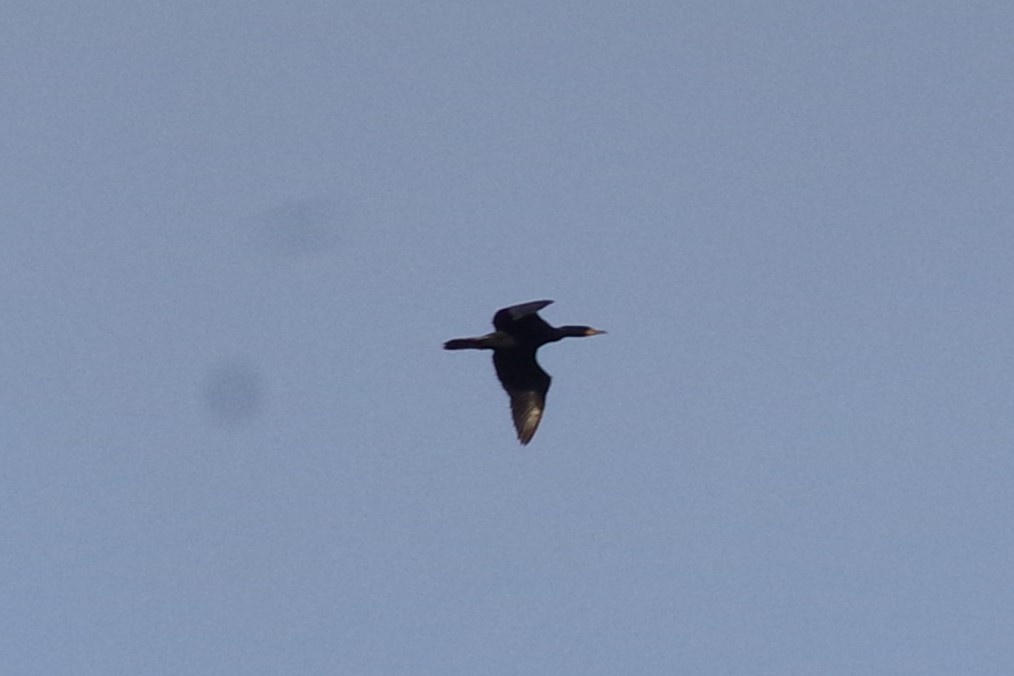 Double-crested Cormorant - ML619989324