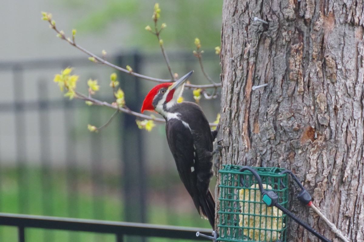 Pileated Woodpecker - ML619989328