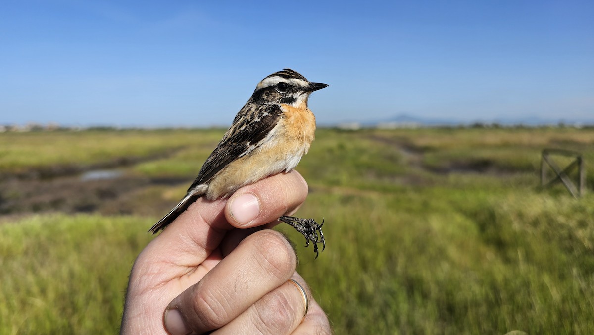 Whinchat - ML619989339