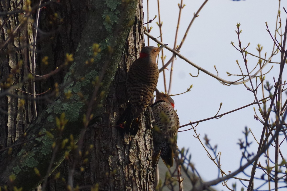 Northern Flicker (Yellow-shafted) - ML619989342