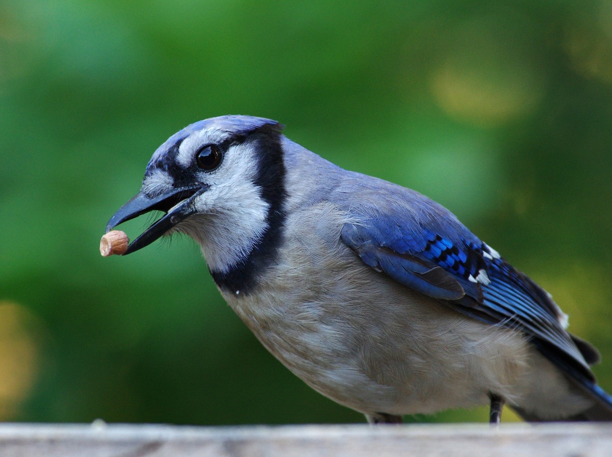 Blue Jay - ML619989345