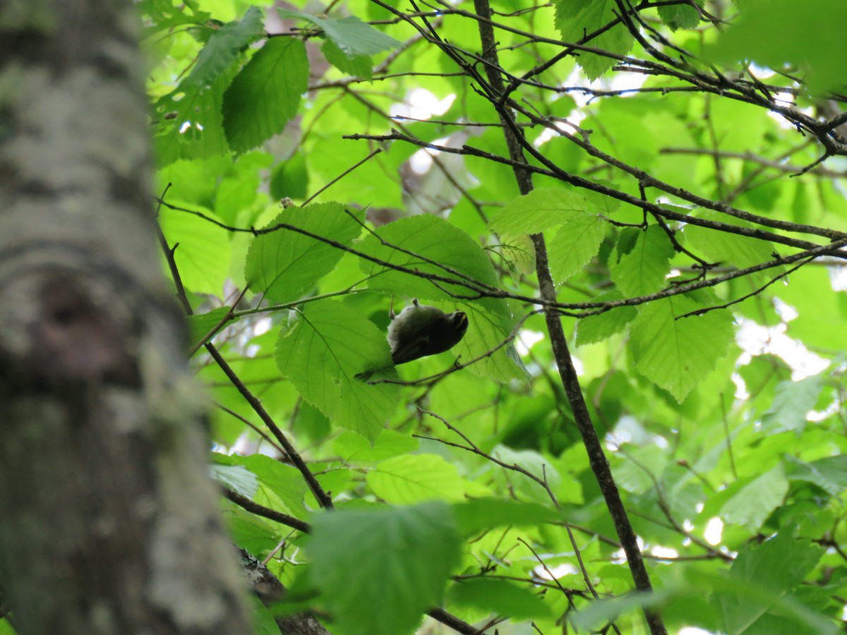 Golden-crowned Kinglet - ML619989347