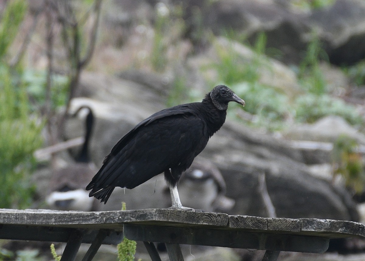 Black Vulture - ML619989350