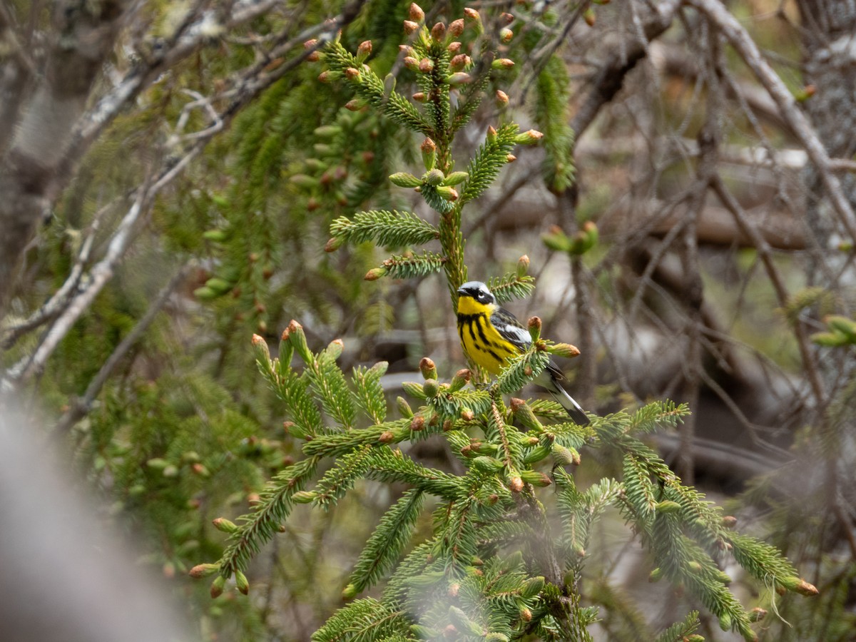 Magnolia Warbler - ML619989351