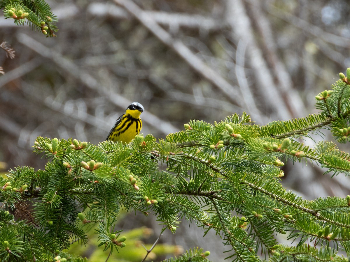 Magnolia Warbler - Patrick Kramer