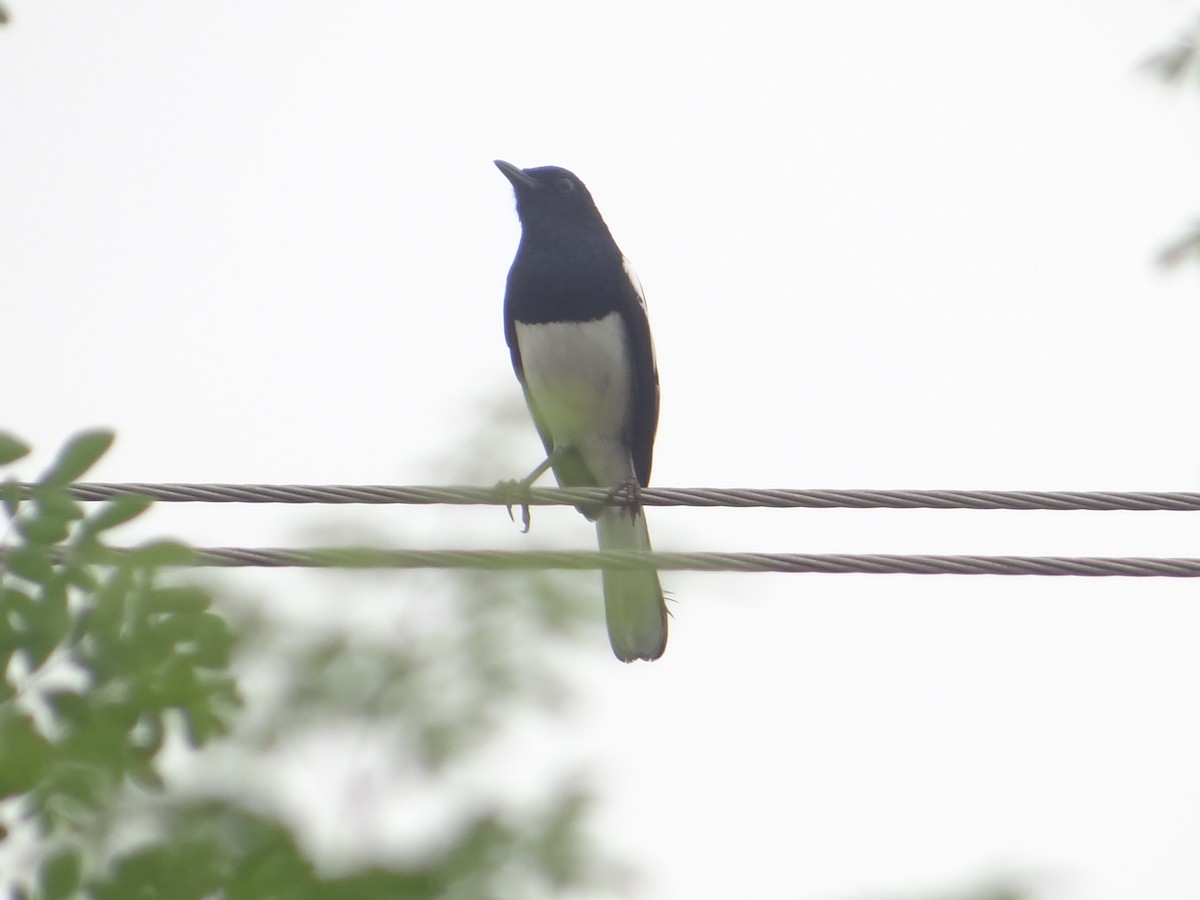 Oriental Magpie-Robin - ML619989355