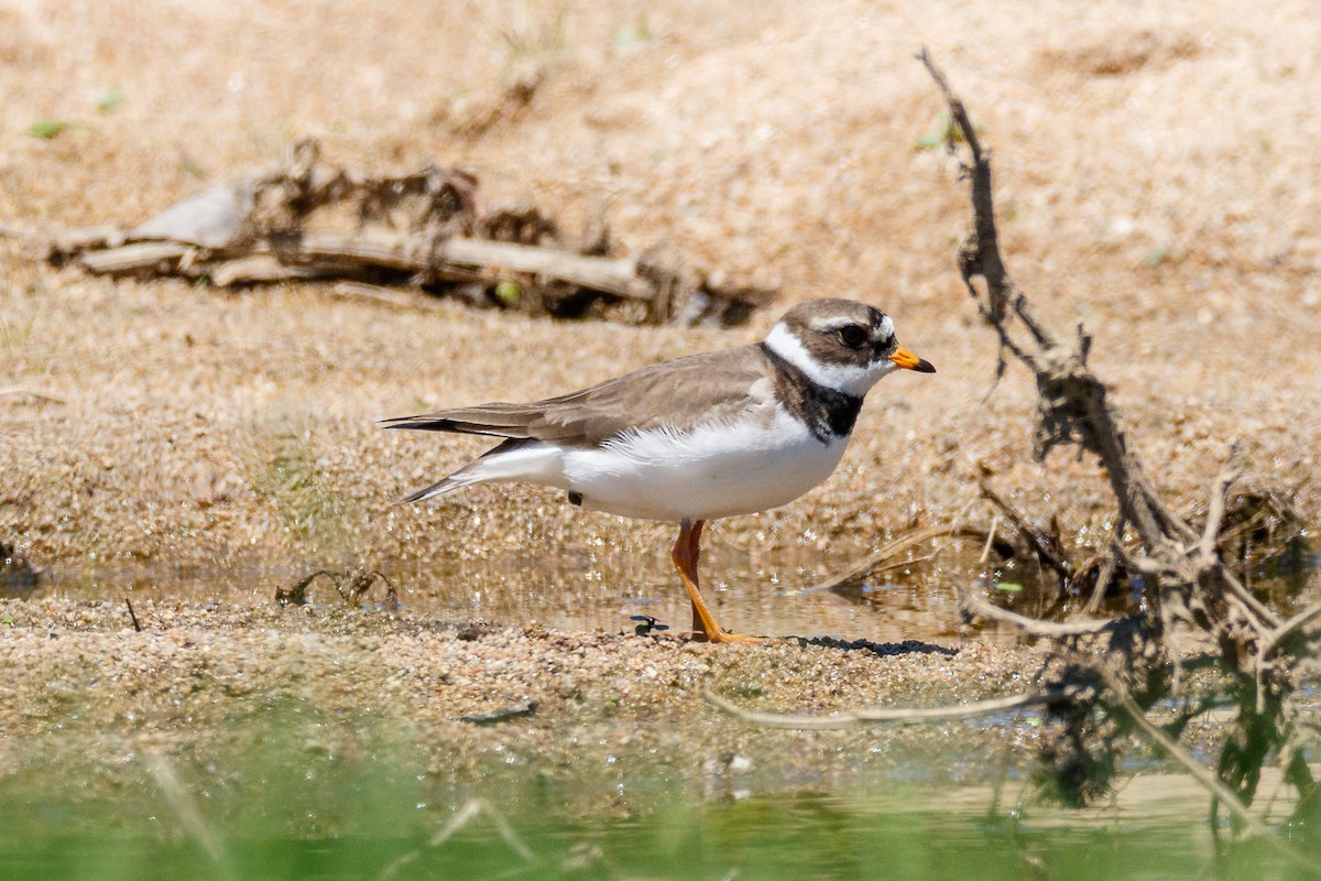 Common Ringed Plover - ML619989357