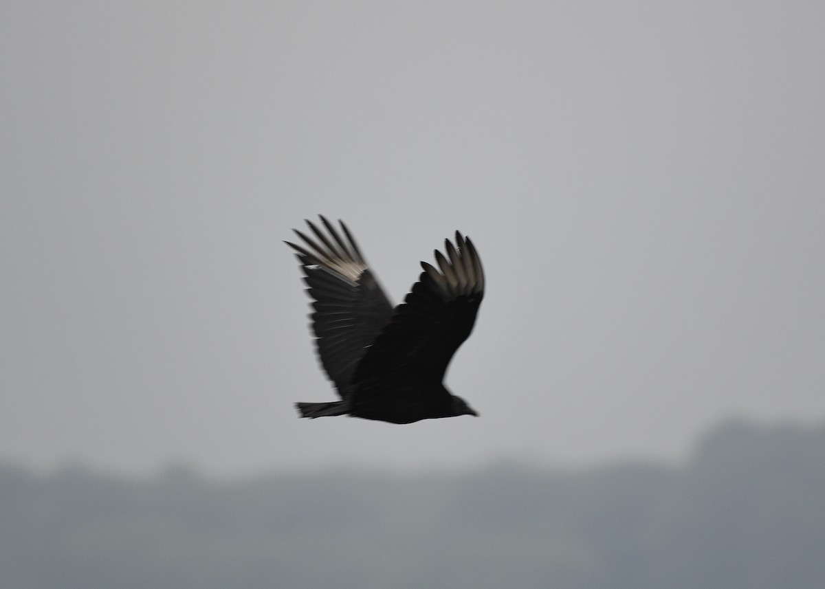Black Vulture - ML619989366
