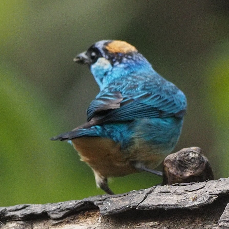 Golden-naped Tanager - ML619989368