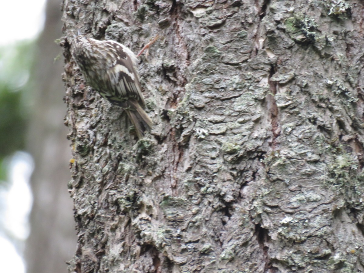 Brown Creeper - ML619989374