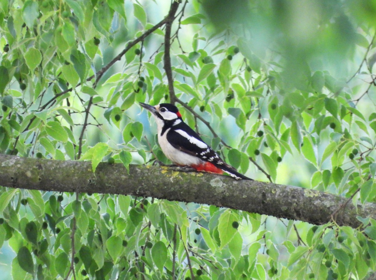 Great Spotted Woodpecker - ML619989398