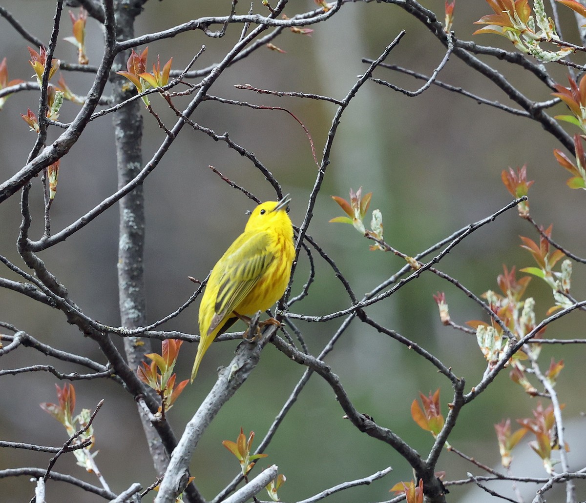 Yellow Warbler - ML619989403