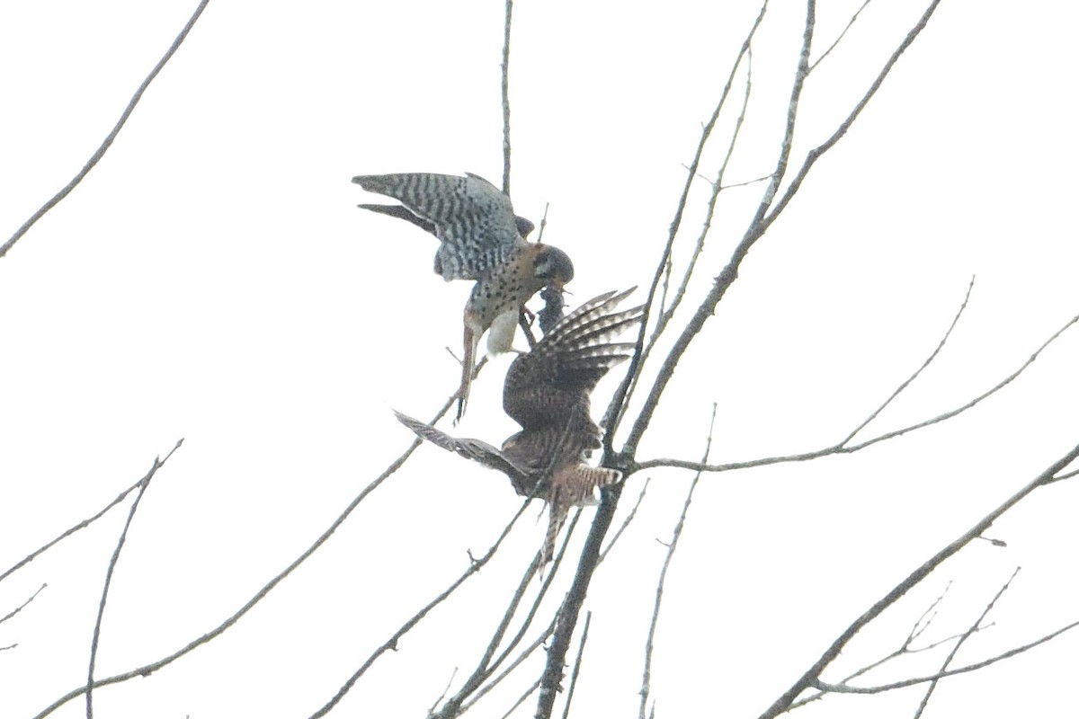 American Kestrel - ML619989406