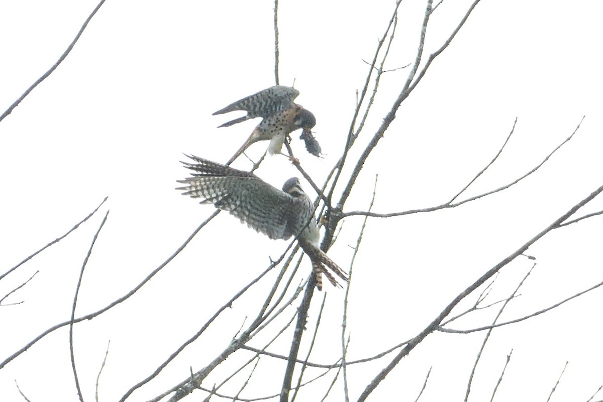 American Kestrel - ML619989407