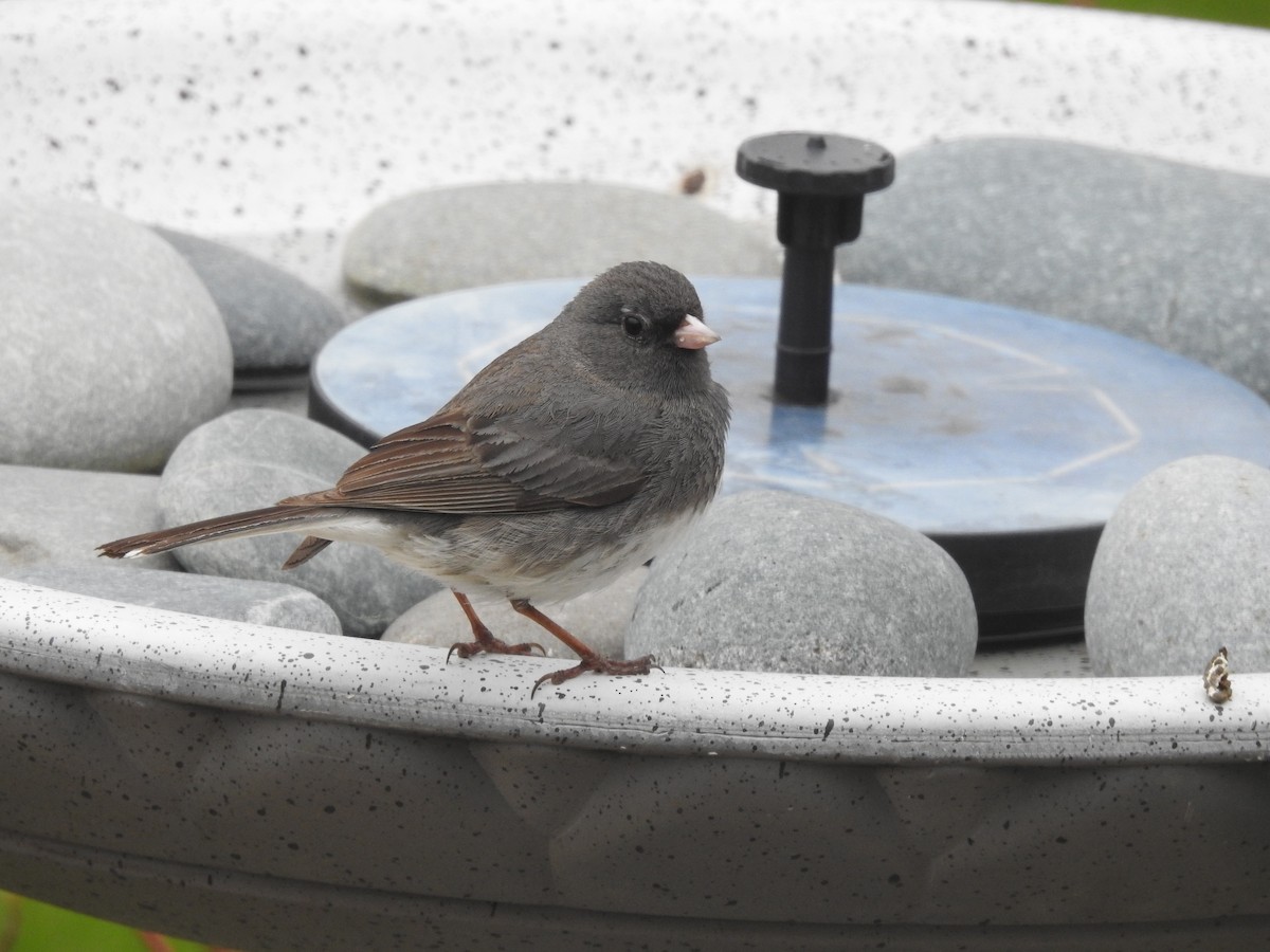 Junco ardoisé - ML619989411