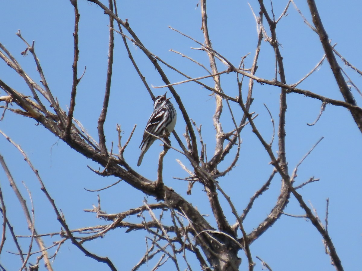 Black-and-white Warbler - ML619989426