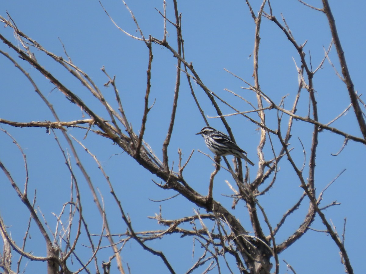 Black-and-white Warbler - ML619989428