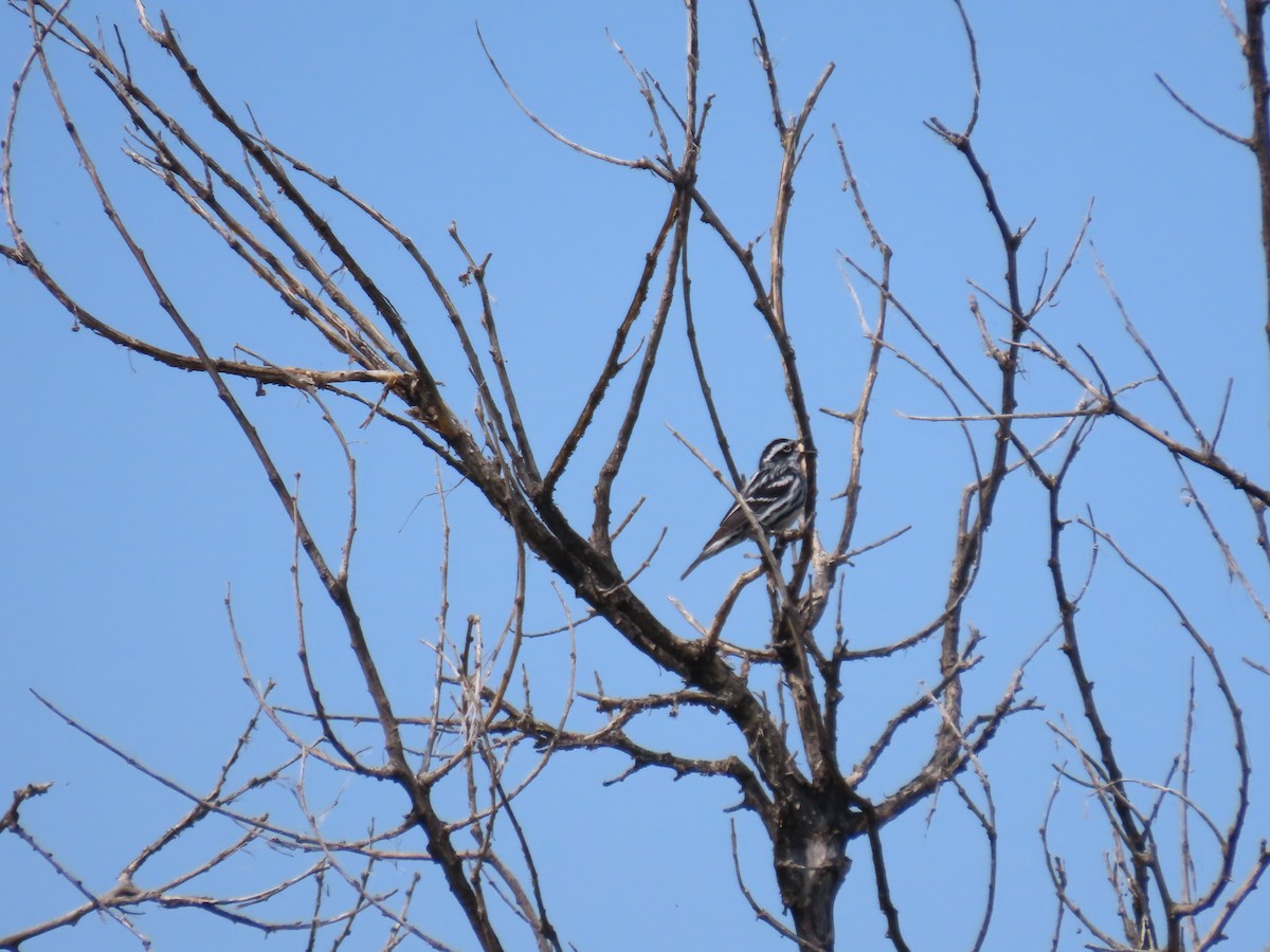 Black-and-white Warbler - ML619989431