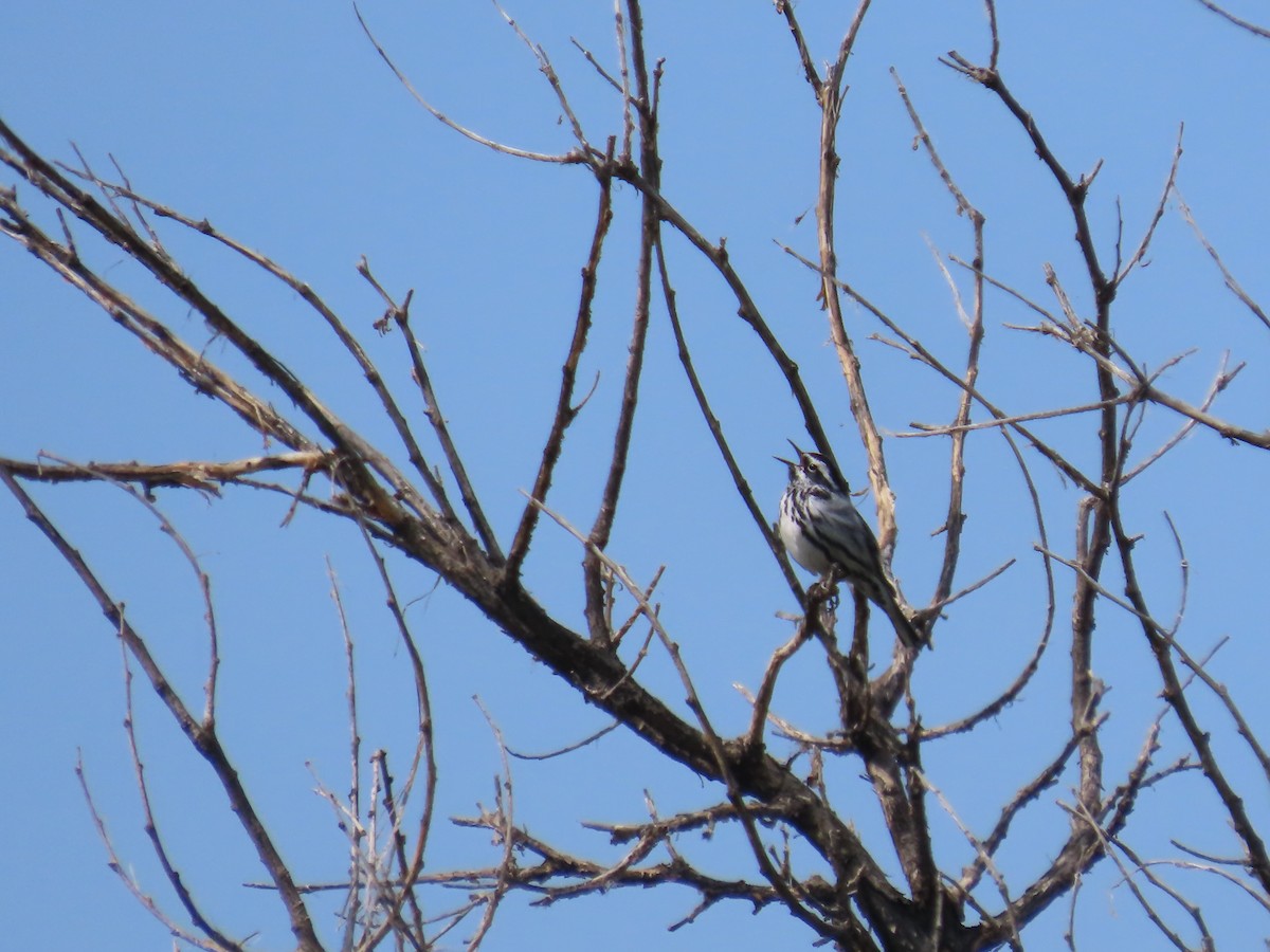 Black-and-white Warbler - ML619989433