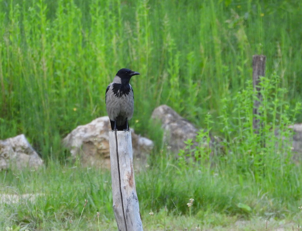 Hooded Crow - ML619989446