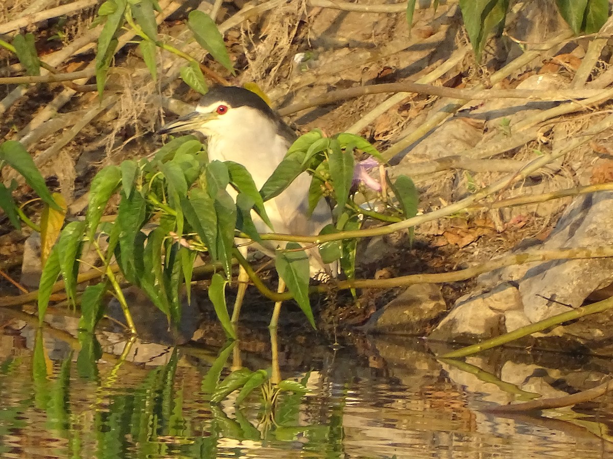 Black-crowned Night Heron - ML619989458