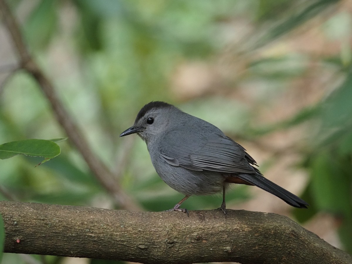 Gray Catbird - ML619989468