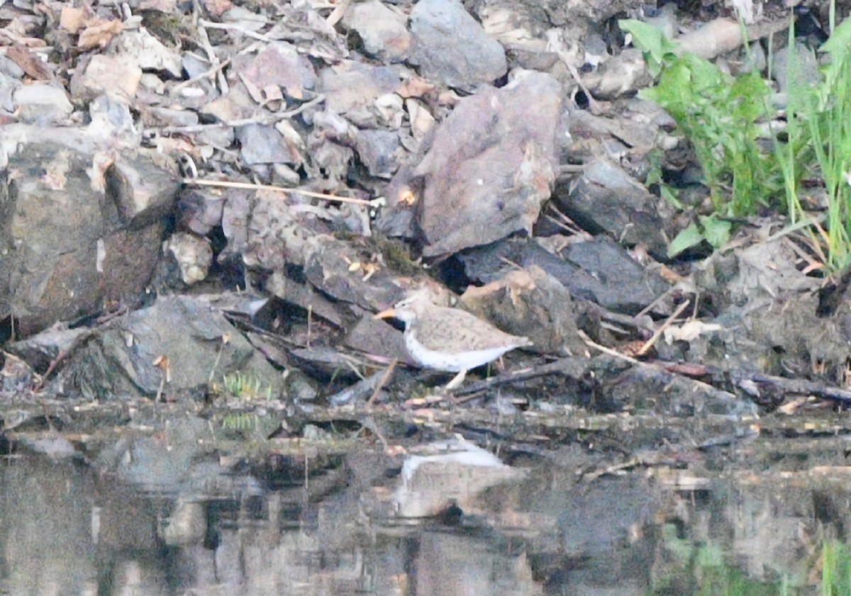 Spotted Sandpiper - ML619989481