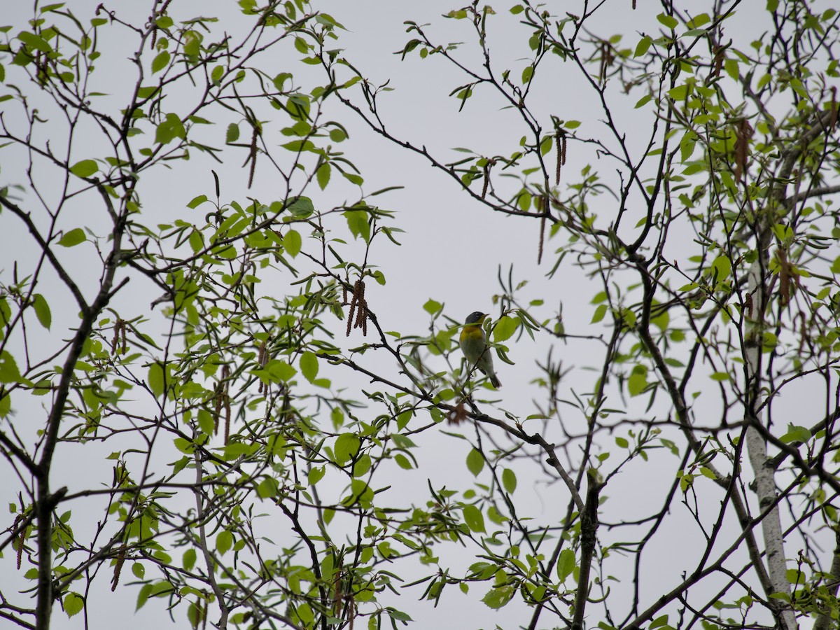 Northern Parula - ML619989493