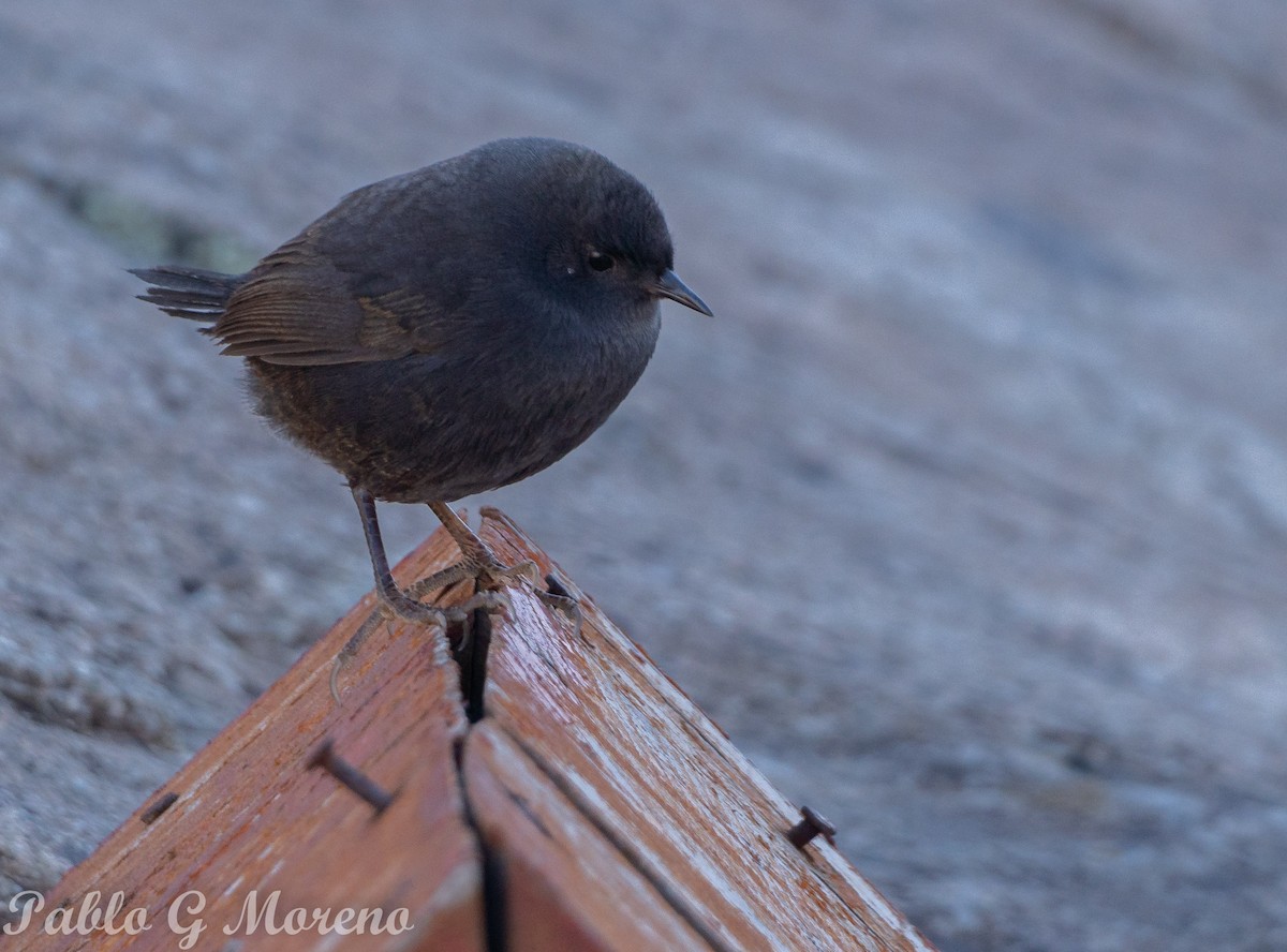 Magellantapaculo - ML619989494