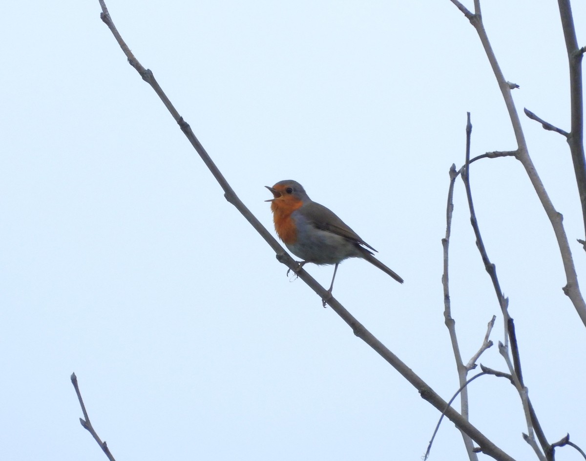 European Robin - ML619989495