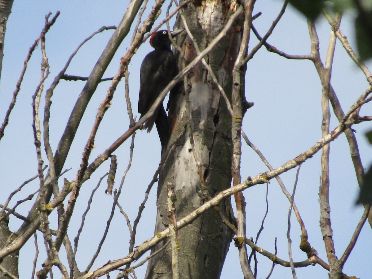 Black Woodpecker - ML619989499