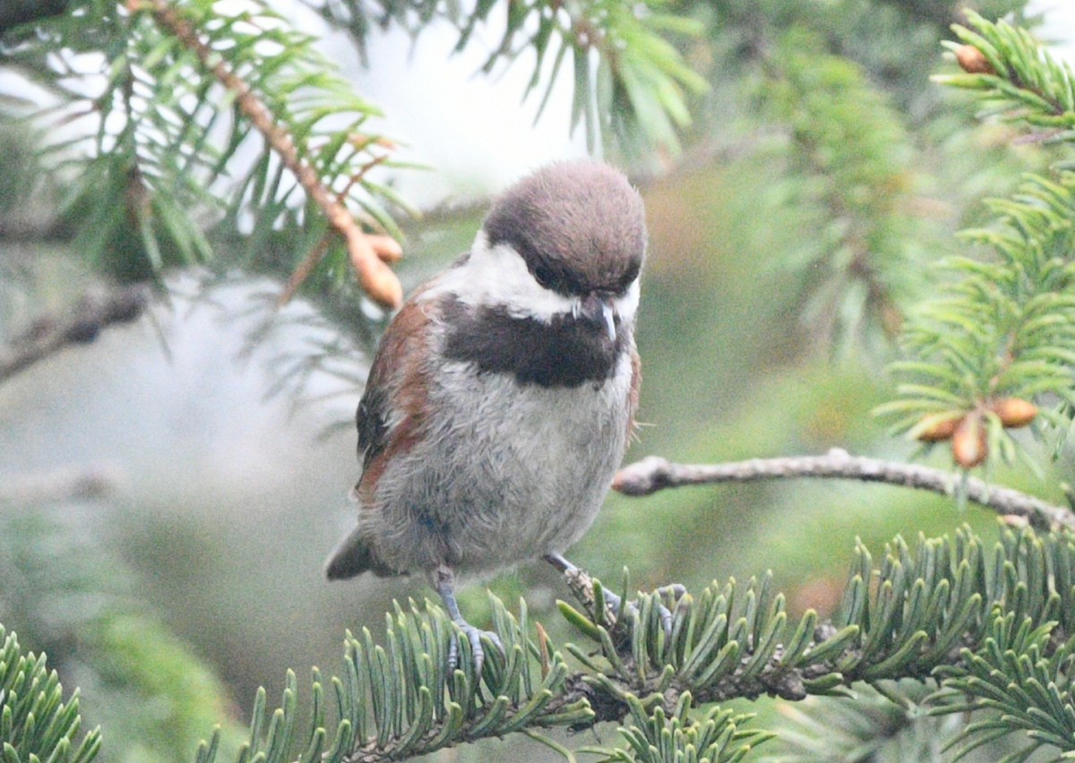 Chestnut-backed Chickadee - ML619989512