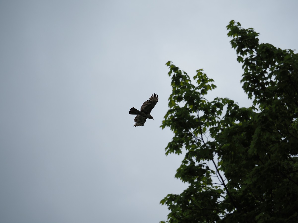 Red-tailed Hawk - ML619989514