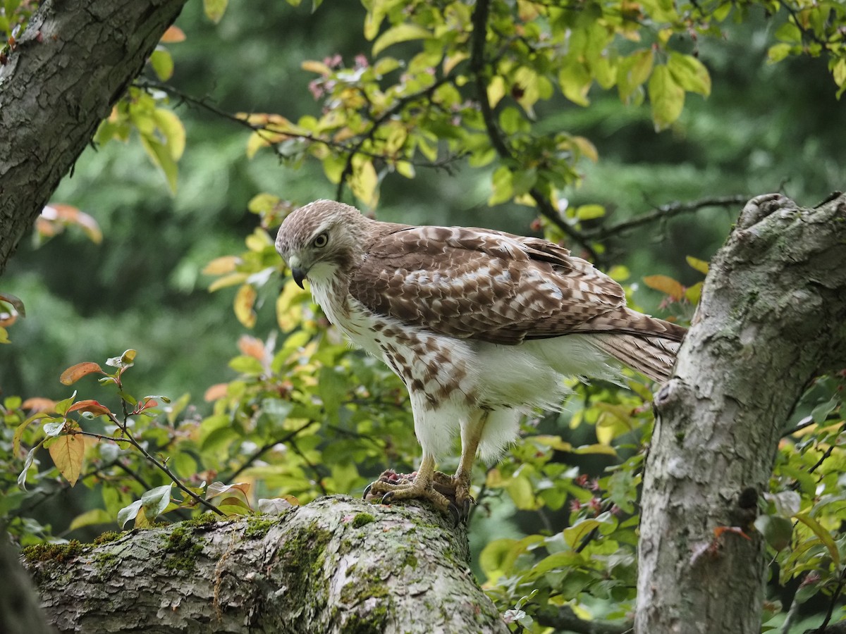 Red-tailed Hawk - ML619989517
