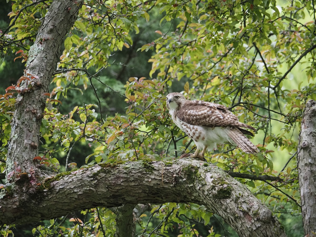 Red-tailed Hawk - ML619989518