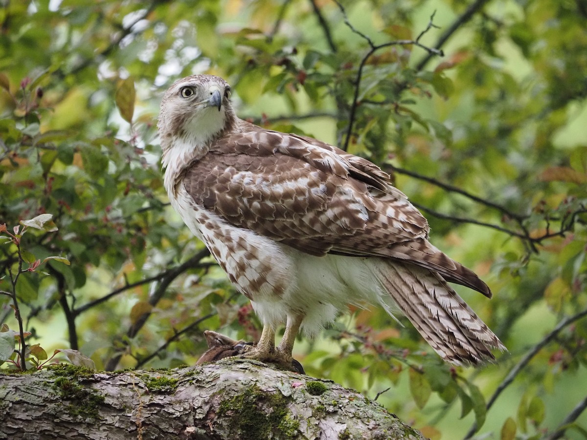 Red-tailed Hawk - ML619989519